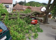 Kwikfynd Tree Cutting Services
bartonact