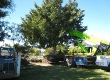 Kwikfynd Tree Management Services
bartonact