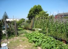 Kwikfynd Vegetable Gardens
bartonact